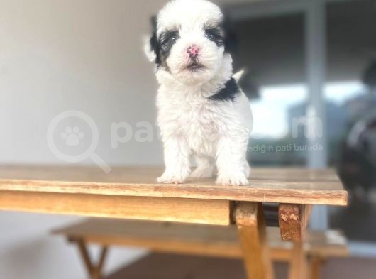 Mini Morkie Yavrular görsel