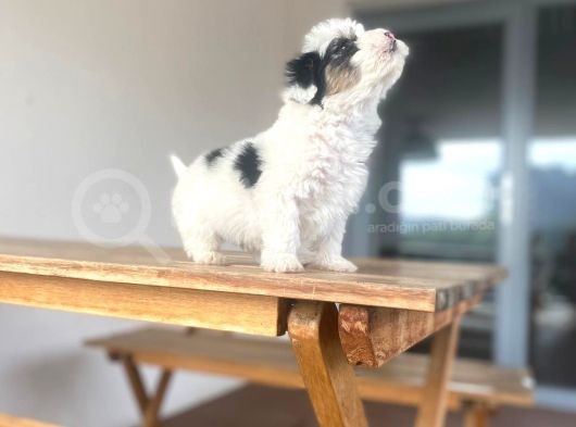 Mini Morkie Yavrular görsel