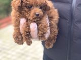 Baby Face Toy Poodle Yavrular