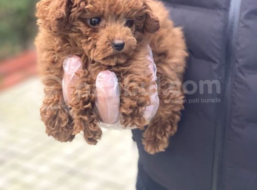Baby Face Toy Poodle Yavrular görsel