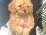 Mükemmel Kalite Poodle