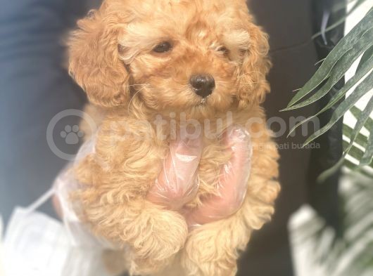 Mükemmel Kalite Poodle görsel