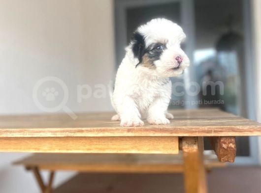 Mini Morkie Yavrular görsel