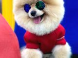 Tedy Bear Pomeranian Boo Yavrularımız