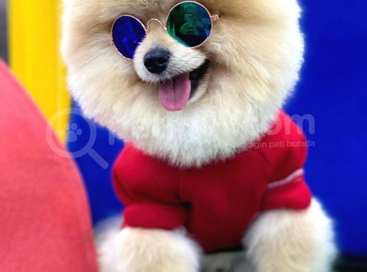 Tedy Bear Pomeranian Boo Yavrularımız görsel