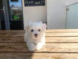 Maltese Yavrular 2