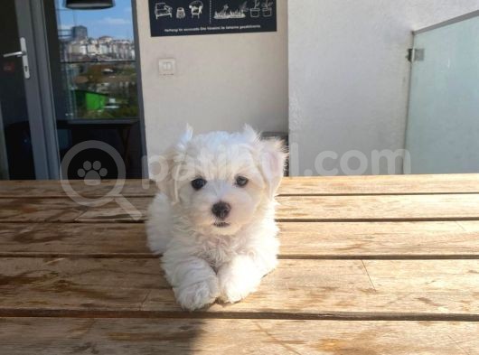 Maltese Yavrular 2