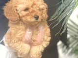 Mükemmel Kalite Poodle