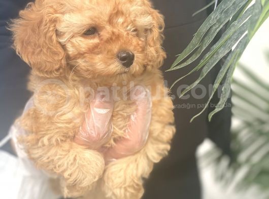 Mükemmel Kalite Poodle