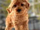 Mini Boy Toy Poodle Bebekler