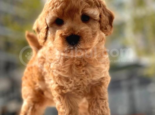 Mini Boy Toy Poodle Bebekler görsel