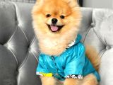 Rio Tedy Bear Pomeranian Oğlumuz