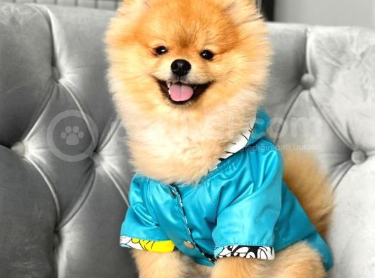 Rio Tedy Bear Pomeranian Oğlumuz görsel