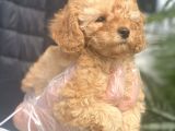 Mükemmel Kalite Poodle