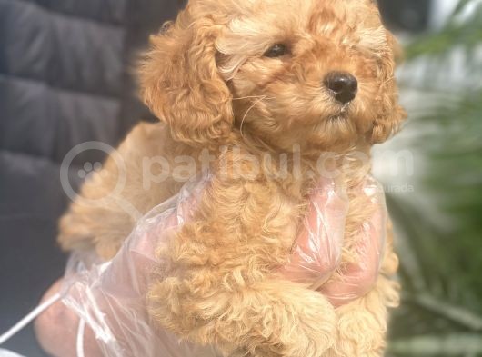 Mükemmel Kalite Poodle görsel