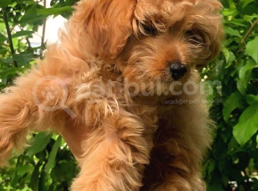 2.5 Aylik Di̇şi̇ F1 Malti̇poo görsel