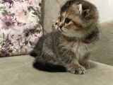Scottish Fold Golden Tabby Prenses