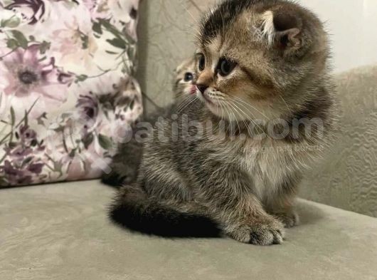 Scottish Fold Golden Tabby Prenses görsel