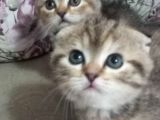 Scottish Fold Golden Tabby Prenses