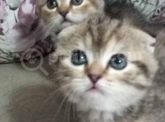 Scottish Fold Golden Tabby Prenses görsel