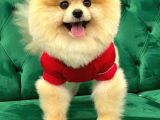 Tedy Bear Pomeranian Boo Yavrularımız
