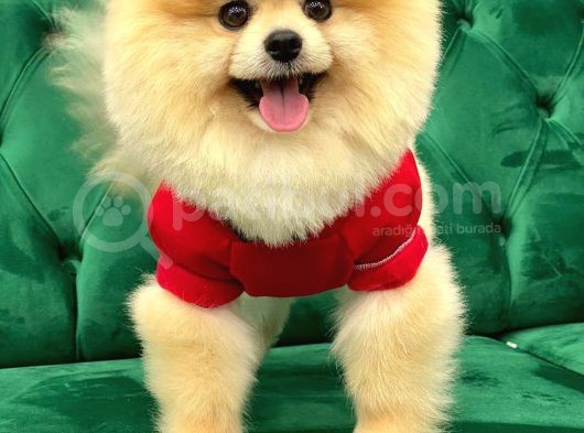Tedy Bear Pomeranian Boo Yavrularımız görsel