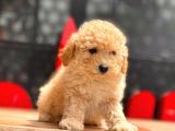 Apricot Mini Toy Poodle Yavrular