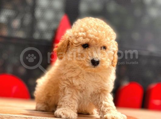 Apricot Mini Toy Poodle Yavrular görsel