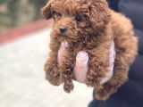 Baby Face Toy Poodle Yavrular