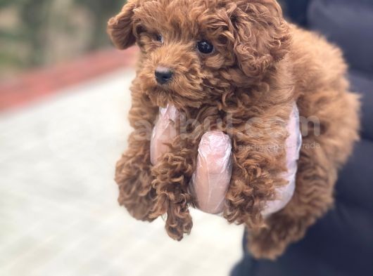Baby Face Toy Poodle Yavrular görsel