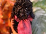 Yakışıklı Poodle Yavrumuz :)