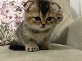Scottish Fold Golden Tabby Prenses