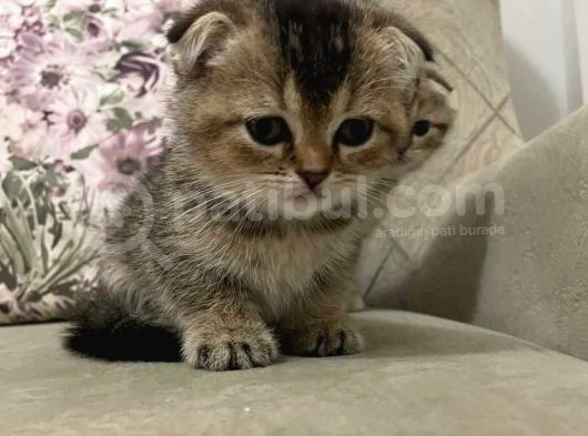 Scottish Fold Golden Tabby Prenses