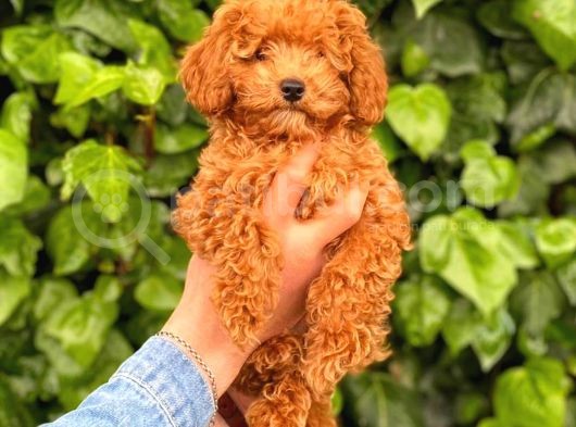 3 Aylık Erkek Redbrown Poodle görsel