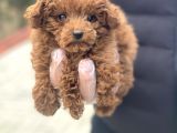 Baby Face Toy Poodle Yavrular