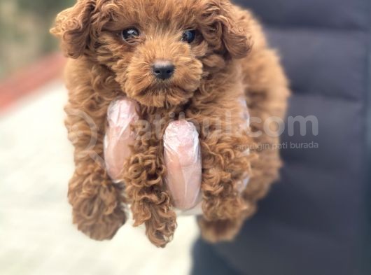 Baby Face Toy Poodle Yavrular
