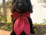 Yakışıklı Poodle Yavrumuz :)