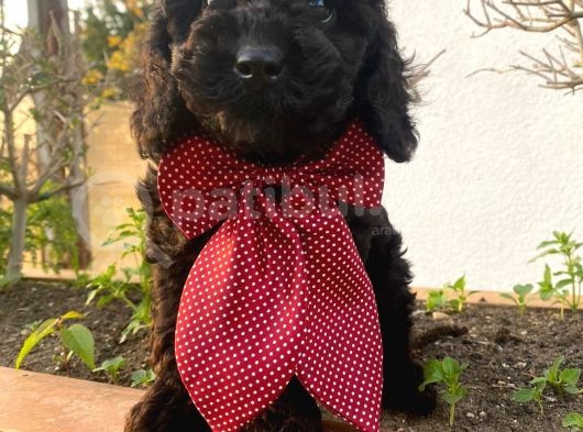 Yakışıklı Poodle Yavrumuz :) görsel