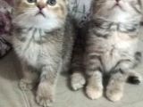 Scottish Fold Golden Tabby Prenses