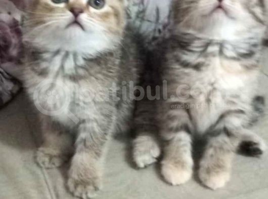 Scottish Fold Golden Tabby Prenses görsel