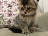Scottish Fold Golden Tabby Prenses