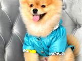 Rio Tedy Bear Pomeranian Oğlumuz