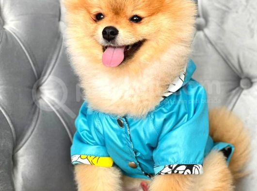 Rio Tedy Bear Pomeranian Oğlumuz görsel