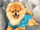 Rio Tedy Bear Pomeranian Oğlumuz