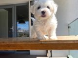 Maltese Yavrular 2