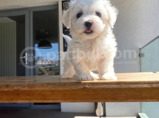 Maltese Yavrular 2 görsel