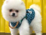 Beyaz Show Kalite Pomeranian Boo Yavrumuz