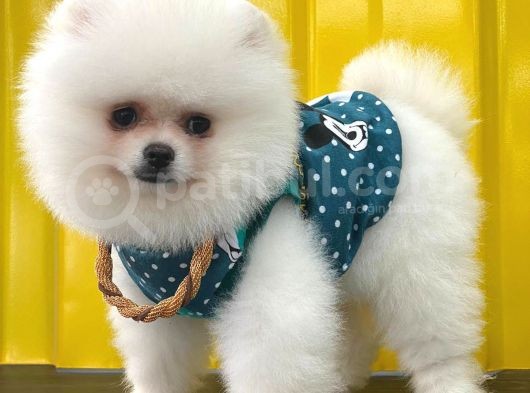 Beyaz Show Kalite Pomeranian Boo Yavrumuz