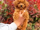3 Aylık Erkek Redbrown Poodle
