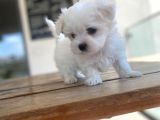 Maltese Yavrular